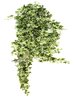 Seidenpflanze Hedera, hängende Pflanze, bunt, 125mm, exklusiver Blumentopf