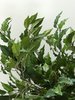 Seidenpflanze Ficus Benjamini, grün,Höhe 150cm, in exklusivem Blumentopf
