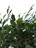 Seidenpflanze Ficus Exotica, grün, Höhe 180cm, in dekorativem Blumentopf